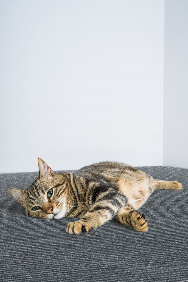 Trending Now | akadeco Removable Multi-Functional Carpet | IXPE | Textured Cement Finish | Slate Grey | Multi-Zone Usage | Bathroom & Foyer | Peel-and-Stick Multi-Functional Carpet | 30cm x 30cm | OEM | akadeco abstractpeelstickwallpaper.com